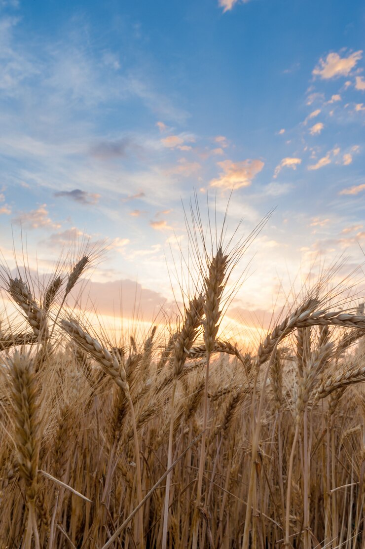Photo closeup of wheat ears on sunset sky