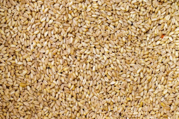 Photo closeup wheat grains wheat grains as background texture