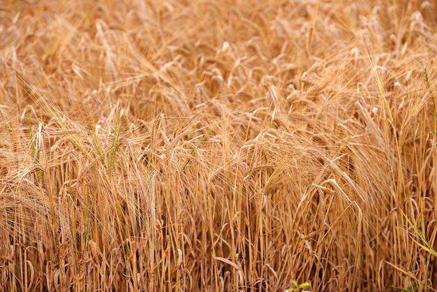 Closeup of wheat growing on a farm on a sunny day outdoors Detail and texture of golden stalks of grain being cultivated on a cornfield in the rural countryside Ripening harvest for agriculture