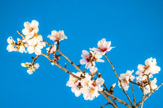 色付きの背景に白いアーモンドの花のクローズアップ