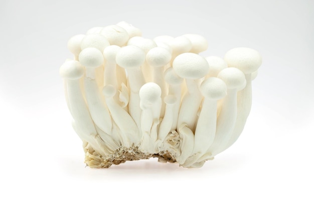 Closeup White beech mushroom Shimeji mushroom isolated on white background