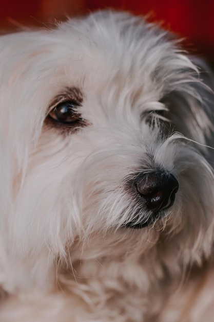 白いビション犬のクローズアップ