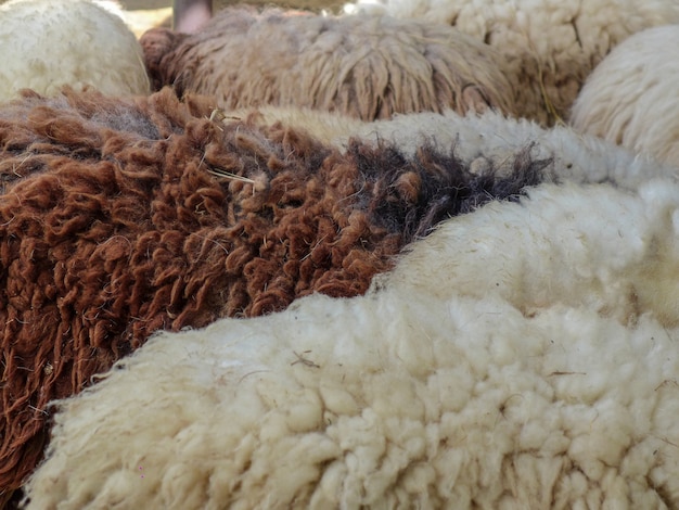 Closeup white and brown sheeps in a farm