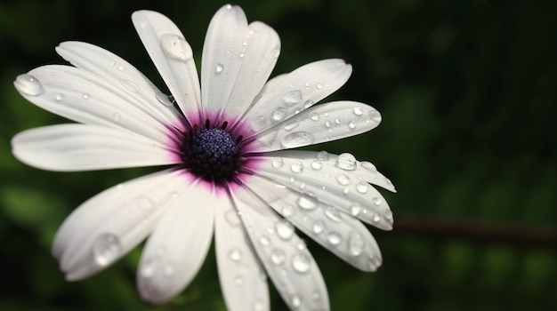 露のしずくと白いケープデイジーの花をクローズアップ