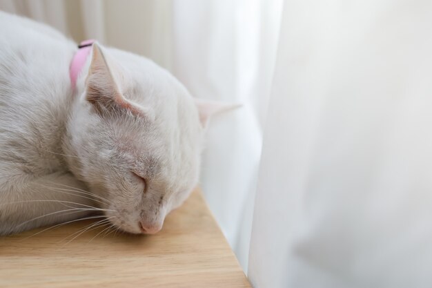 Closeup of white cat sleep on wooden table with curtain and copy space