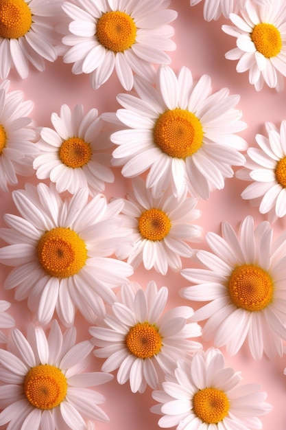 Closeup of white chamomile flowers on pink background