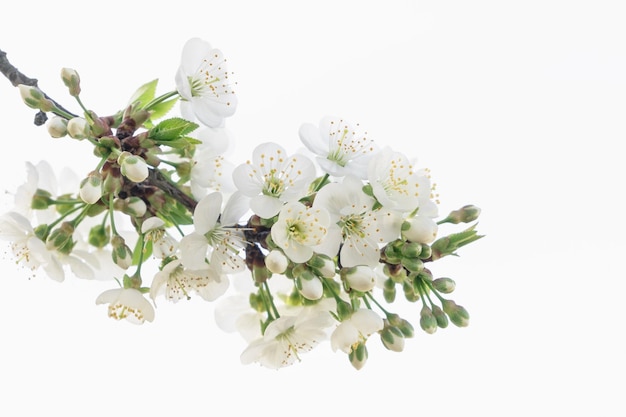 Photo closeup of white cherry blossoms close up isolated on white copy space background