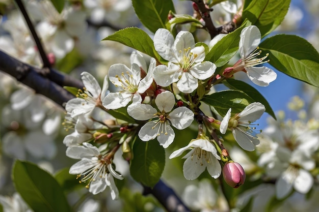 Близкий взгляд на белые вишневые цветы на дереве