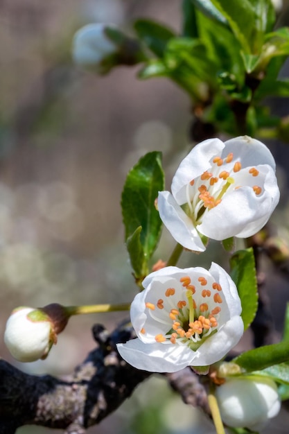 Крупный план белых вишневых цветов