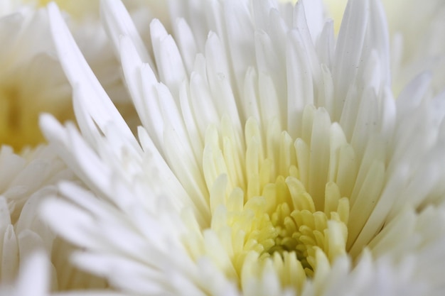 Closeup of a white chrysanthemum flower sometimes called mums or chrysanths asteraceae family