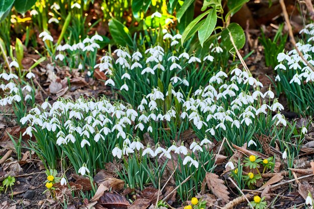 人里離れた緑の家の庭や田園地帯に咲く白い一般的なスノードロップの花のクローズアップ離れた牧草地で開花または裏庭で成長しているガランサスニバリスのグループ