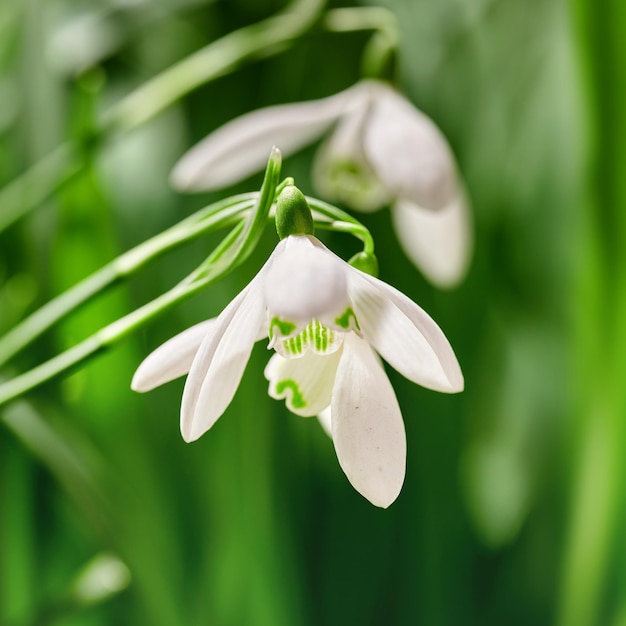 초원이나 집 뒤뜰 정원에서 꽃이 피고 꽃이 만발한 갈란투스 니발리스(Galanthus nivalis)