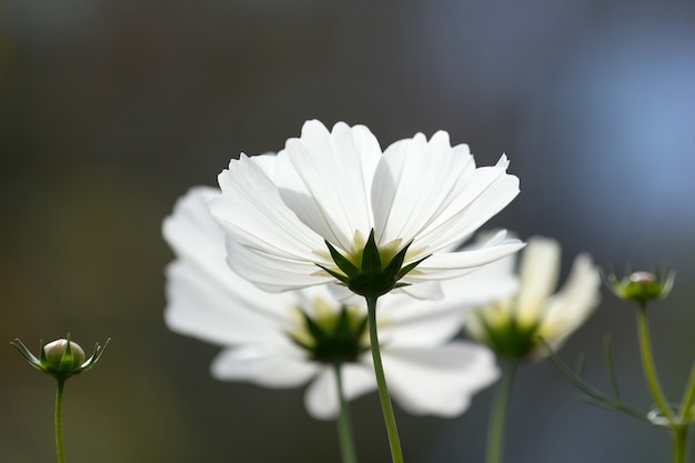 closeup white cosmos flower