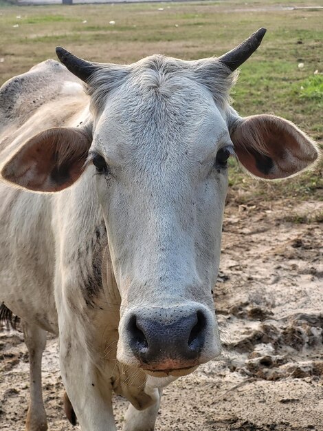 Foto close-up di una mucca bianca in india