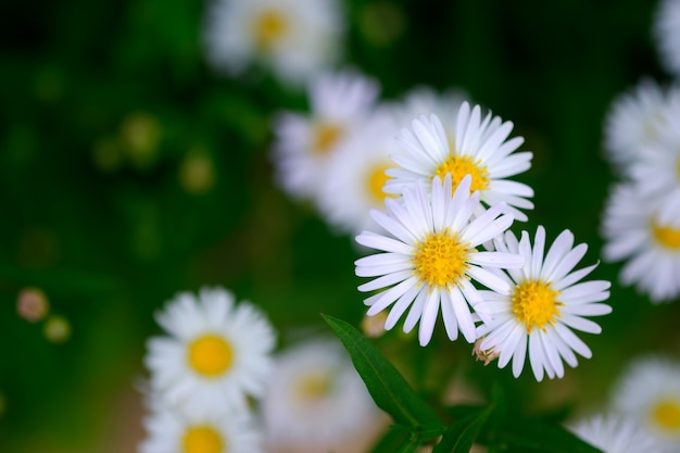 Closeup white daisies are fragrant flowers in the pasture