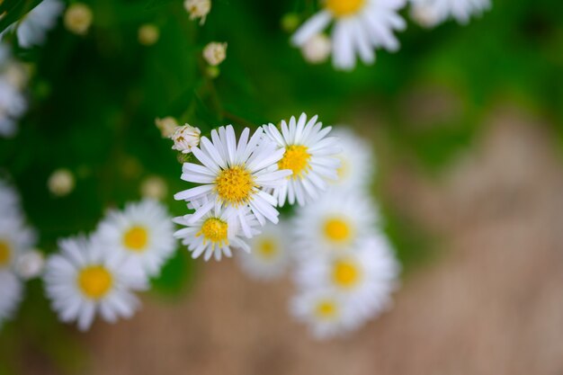 Closeup white daisies are fragrant flowers in the pasture