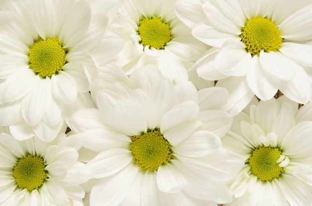 Closeup white daisies for background