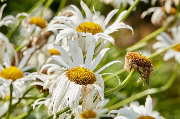 Closeup of white daisy in field of flowers outside during summer day Zoomed in on blossoming plant growing in the garden and backyard in spring Small beautiful little elegant wild Marguerite flower