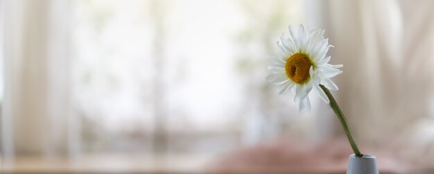 Closeup of white Daisy with yellow pollen flower in vase with copy space