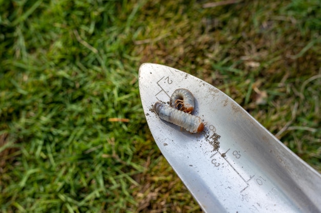 Photo closeup of white earth worm