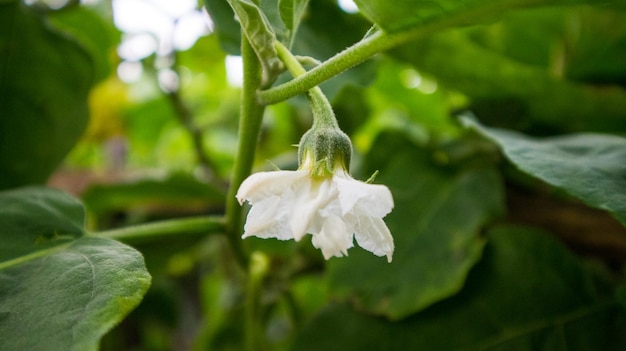 closeup of white eggplant flowers with green leaves