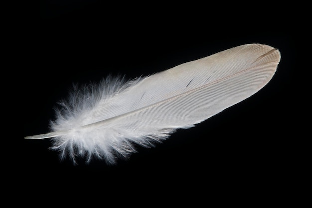 Closeup of white feather in black background