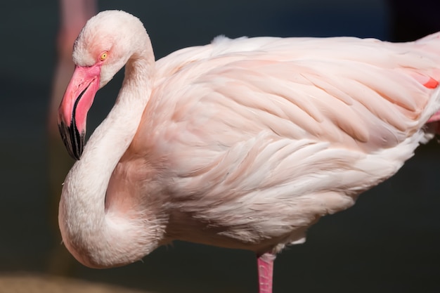 Closeup of a white flamingo 