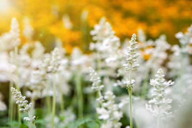 Closeup of white flowers