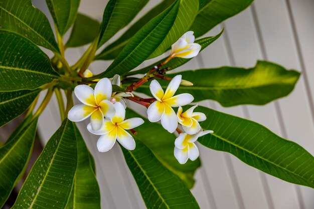 Photo closeup of white frangipani flowers plumeria alba on a green branch