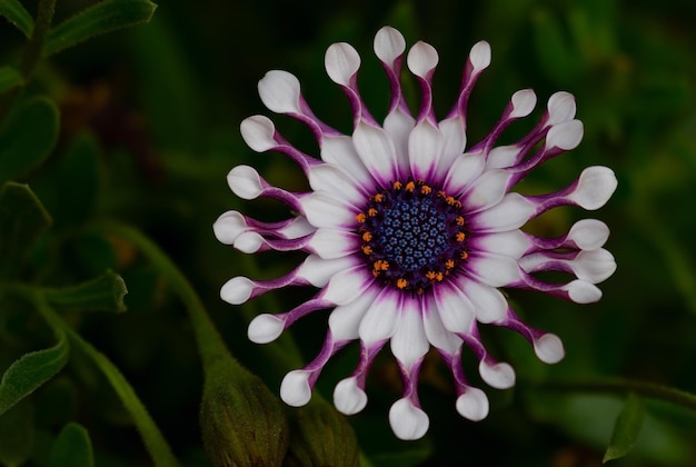 穏やかな自然の暗い背景に白いガザニアの花のクローズアップ