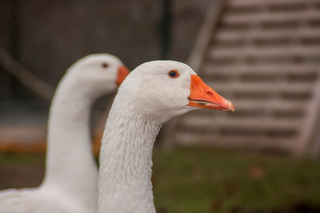 Closeup of a white goose in a breeding.