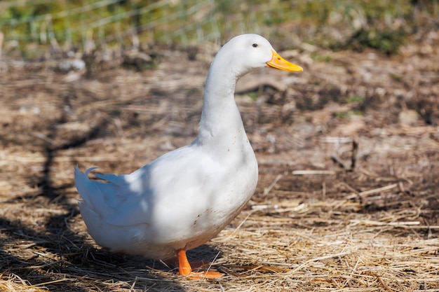 Un primo piano di un'oca bianca in un ecofarm