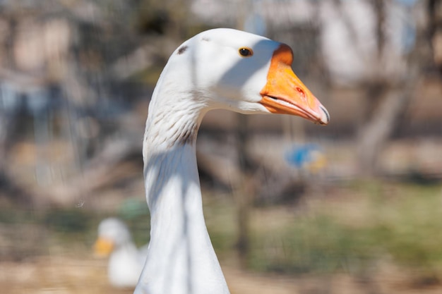 A closeup of a white goose in an ecofarm