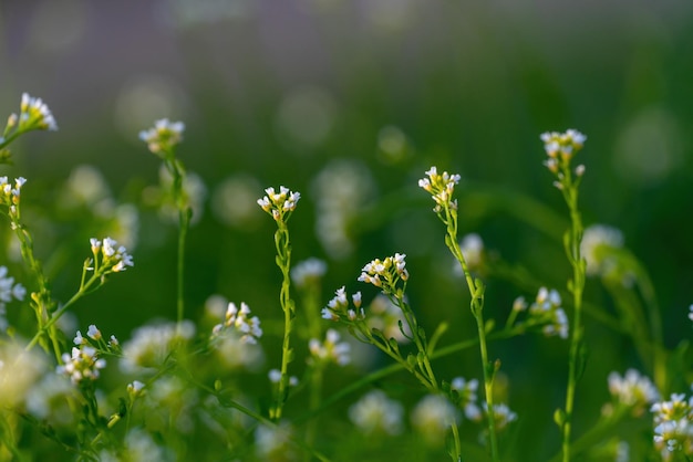 Closeup of white and green flowers with outoffocus background