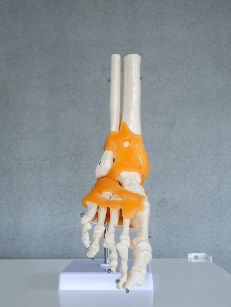 Closeup white human anatomy model of right foot on shelf on grey background in doctor room vertical style Vision scientific human skeleton Science physical medical concept