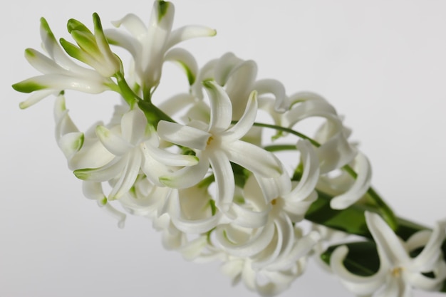 closeup of white hyacinthus isolated on white background