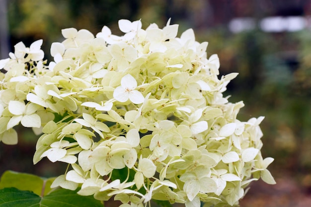 日光の下で白いアジサイのクローズ アップ 美しい咲く白いアジサイ Hydrangea arborescens