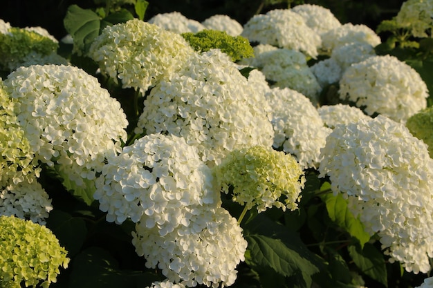 Foto primo piano di fiori di ortensia bianca (lat. hydrangea arborescens) al tramonto