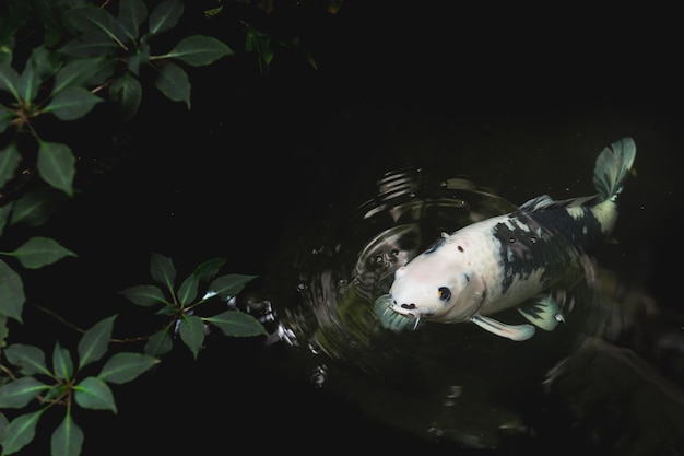 Pesce koi giapponese bianco del primo piano in uno stagno nel giardino
