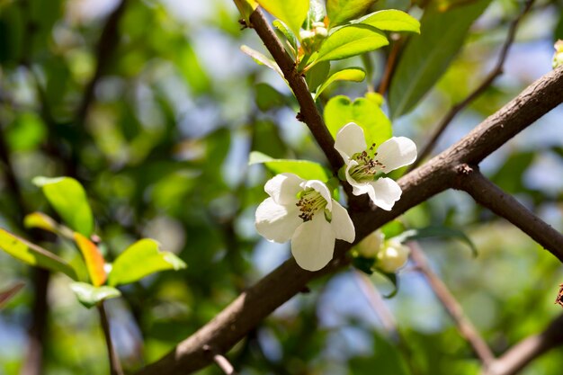 Крупный план белых цветов японской айвы на открытом воздухе