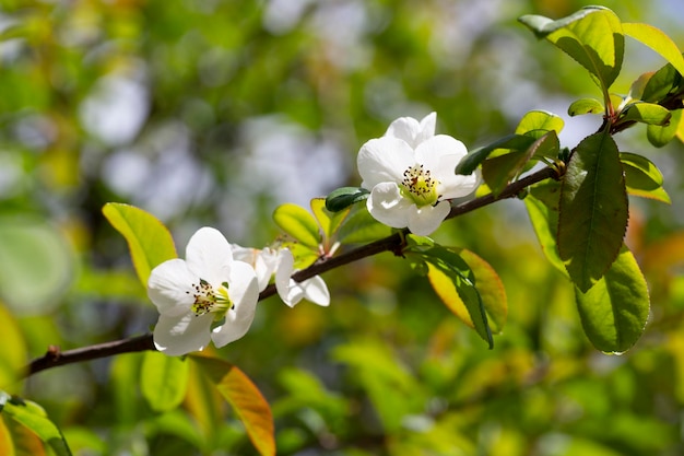 Closeup of white Japanese quince flowers taken outdoors