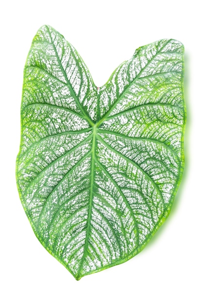 Closeup of white leaf green vein of caladium isolated on white background, clipping path.