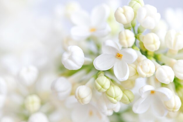 Premium AI Image | Closeup of white lilac flowers floral background