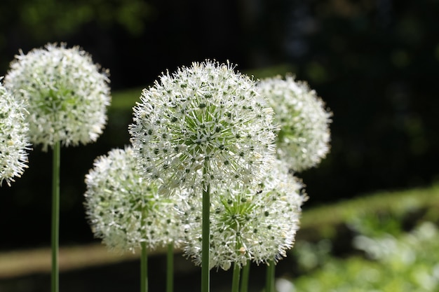 Closeup of an white onion blooming lat Allium Mount Everest with selective focus
