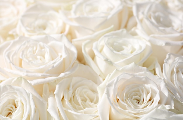 Closeup of white pastel rose