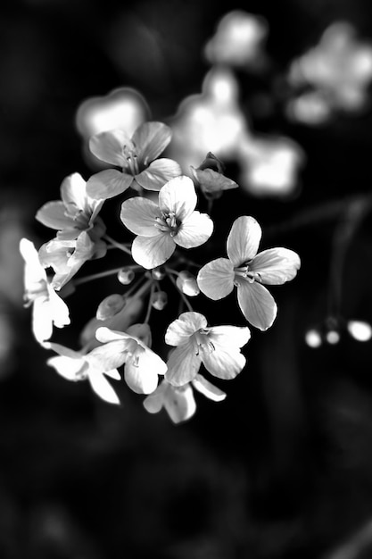 Closeup of white petals flowers in black background