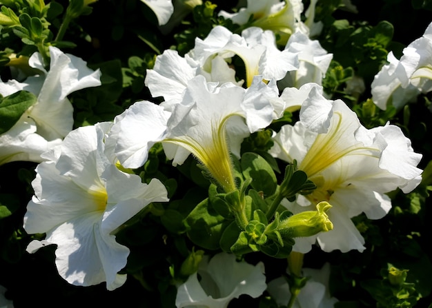 クローズアップ白いペチュニア植物の花