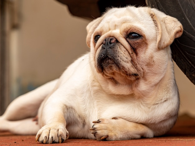 Closeup of white pug sleeping leaning on the wheel of a car.