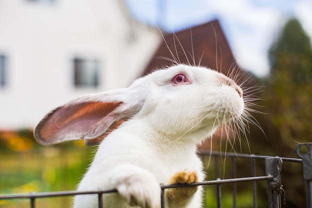 A closeup white rabbit in country yard on a summer day cute\
kind pet