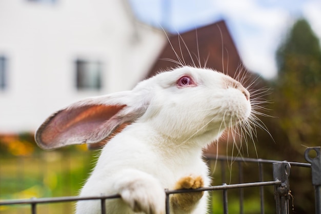 A closeup white rabbit in country yard on a summer day Cute kind pet